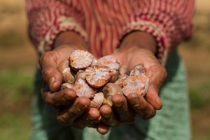 A Lubuk Beringin villager, Siti Bainor, shows a palm nut fruit at Lubuk Beringin vaillage, Bungo district, Jambi province, Indonesia. Photo: Tri Saputro/CIFOR