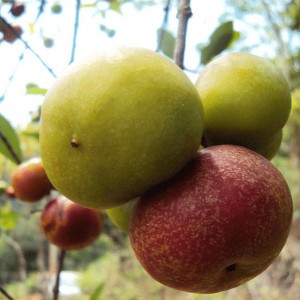 So far, ICRAF has been focusing on fruit and fertilizer trees. Photo: Bioversity International/N. Hegde