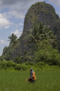 A farmer fertilizing his rice field in Rammang-rammang village, South Sulawesi, Indonesia. Resilience is a key term when it comes to facing climate change in agriculture. Photo: Tri Saputro/CIFOR