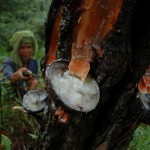 Rubber tree tapping. Photo: Aulia Erlangga/CIFOR