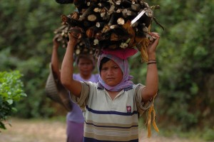 Villagers collect wood around Mount Halimun Salak National Park, Java, Indonesia. Photo: Aulia Erlangga/CIFOR 
