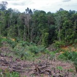 Land clearing for oil palm plantations on Jambi has made life difficult for remote forest dwellers. Photo: Iddy Farmer/CIFOR