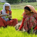 Community forestry in Rupandehi District, Nepal. Photo: Neil Palmer/CIAT