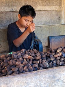 Brazil nut harvesting. Photo: Gabriela Ramirez Galindo/CIFOR