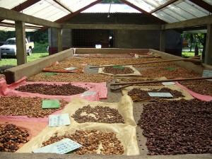 Diverse collecton of cacao being selected for gourmet chocolates. Photo: X. Scheldemann/Bioversity International