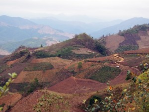 Spontaneous adoption of successful trials of agroforestry systems is sometimes done by neighbouring farmers, as seen in this landscape in Dien Bien province, but the lack of national policy hinders widespread expansion. Photo: World Agroforestry Centre/Robert Finlayson