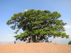 A legally protected "ancient tree" (古树）in Red Earth Township, Dongquan County, Yunnan Province, China. One of the last of its species in these hills, the penalties for cutting down such a tree are steep. Photo: Louis Putzel/CIFOR