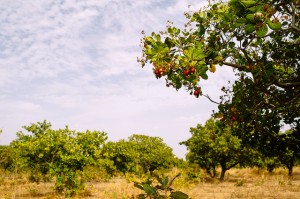 Cashew tree in Burkina Faso. Photo: Ollivier Girard/CIFOR