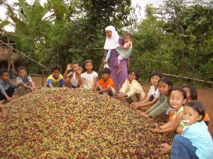 Coffee production in Indonesia. Photo: Charlie Pye Smith/CIFOR