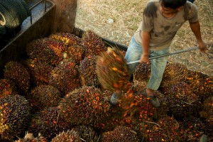 A worker loading oil palm fruit off a truck in Sabah, Malaysia. Photo: M. Edliadi/CIFOR