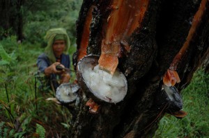 Rubber tree tapping. Photo: Aulia Erlangga/CIFOR