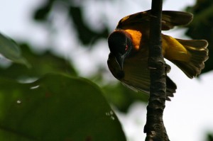 Wild bird in Cameroon. Photo: Terry Sunderland/CIFOR