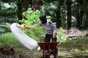 A worker fertilizing on oil palm plantation in Papua, Indonesia. Photo: Agus Andrianto/CIFOR