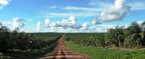 Oil palm plantation landscape in Papua, Indonesia. Photo: Agus Andrianto