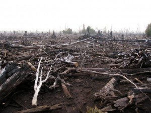 Damage of the forest fire in Palangkaraya, Central Kalimantan, Indonesia, September 2011. Photo: Rini Sulaiman/ Norwegian Embassy for CIFOR