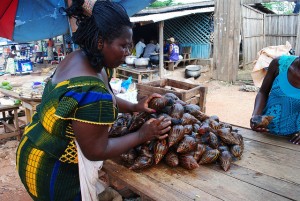 Non Timber Forest products such as snails are important sources of food and income that can be obtained in cocoa fields Photo: E.Smith ICRAF