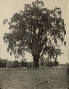 Elm tree. Photo: "The tree book : A popular guide to a knowledge of the trees of North America and to their uses and cultivation" (1920)