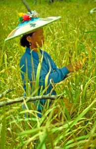 Dayak woman harvesting rice. Photo: Christian Gooner/CIFOR