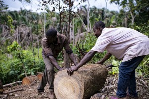 Not only in Cameroon, the pressures of urban development, population growth, forest commercialisation and land-use transition are changing the face of the forest landscape at a rapid pace. Photo: Ollivier Girard/CIFOR 