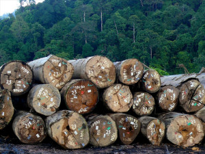 Certified timber in logs pond in PT. Sumalindo Lestari Jaya 2, West Kutai district, East Kalimantan, Indonesia. Timber certification is one mechanism for ensuring sustainable forest management. Photo: Michael Padmanaba/CIFOR