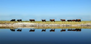 Cattle in the Bartose floodplain, Zambia. Photo: Trinidad del Rio for the Global Landscapes Forum 2014 photo competition