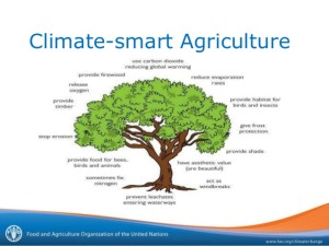 climatesmart-agriculture-1-638