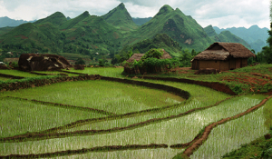 vn-rice-farms