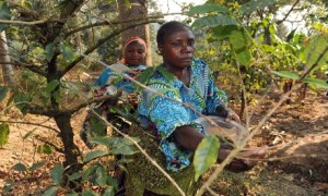 Empowering women benefits the forestry sector. Photo: Simon Maina/FAO