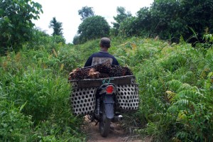 A villager brings oil palm fruits out from the plantation. Jambi, Indonesia, December, 2010. Photo: Iddy Farmer/CIFOR