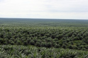 Photo: World Agroforestry Centre