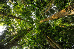 Photo: Ricky Martin/CIFOR