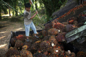 Oil palm fruits. Photo: CIFOR