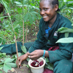 A farmer harvests plantain from a rubber-based agroforest. Photo: ICRAF
