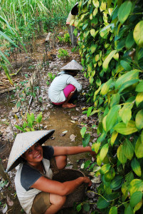 Agroforestry activity, West Kalimantan - Indonesia, 2009. Photo: Ryan Woo/CIFOR