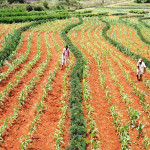 Farming Gliricidia and Maize. Photo: Nicolas Vereecken