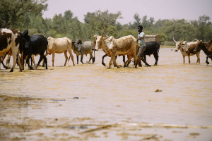 Photo: Ollivier Girard/CIFOR