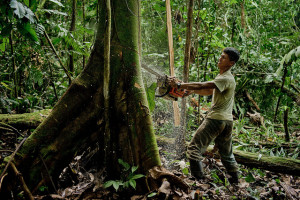 Laws can encourage or stop deforestation, but they form a complex system. Photo: Tomas Munita/CIFOR
