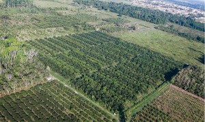 Oil palm and agroforestry experimental plot in Brazil, Year 5. Photo: Debora Castellani