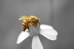 Agricultural biodiversity can play a role in sustaining soil health, food and habitat for important pollinators and natural pest predators. Photo: L. Sebastian/Bioversity International