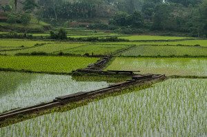 Climate smart village Mạ village, Vinh Kien, northern Vietnam. Photo: Georgina Smith/CIAT