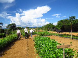 Native tree nursery in Colombia for restoration. Photo: Bioversity International/C.Alcazar Caisedo