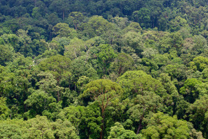 Danum Valley, Indonesia, is a primary rainforest and rich in biodiversity. Photo Mokhamad Edliadi/CIFOR