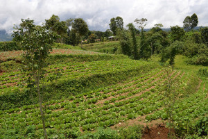 Agroforestry in Songco, Lantapan, Bukidnon, Philippines. Photo: Eduviges S. Saway/ICRAF