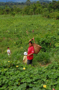 Photo: World Agroforestry Centre