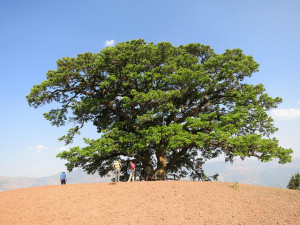 A legally protected "ancient tree" (古树）in Red Earth Township, Dongquan County, Yunnan Province, China. Photo: Louis Putzel/CIFOR