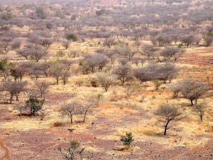 The dry forest and woodlands of Africa cover 54% of the continent and support some 64% of its population through the provision of a wide range of environmental goods and services, Burkina Faso. Photo: Daniel Tiveau/CIFOR
