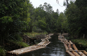 Logging -  here Kalimantan, Indonesia, - is not normally associated with forest conservation. Photo: Achmad Ibrahim/CIFOR