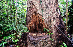Illegal logging is a concern for Peru's forest communities. Photo: Marco Simola/CIFOR