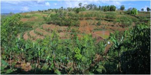 Conservation agriculture with trees. Photo: Agustin Mercado Jr/ICRAF