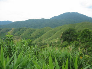 Sugarcane cultivation, here Vietnam. Photo: Manuel Boissiere/CIFOR